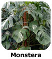 Monstera